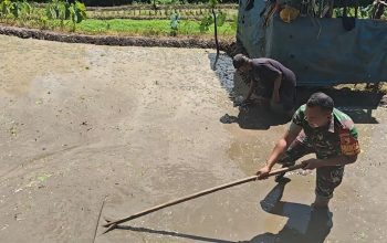 Sinergi Ketahanan Pangan, Babinsa Selorejo Turun Ke Sawah Bantu Warga Siapkan Lahan Padi