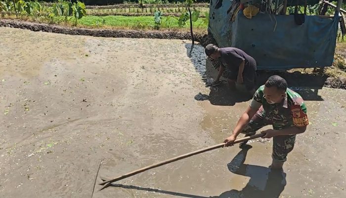 Sinergi Ketahanan Pangan, Babinsa Selorejo Turun Ke Sawah Bantu Warga Siapkan Lahan Padi