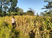 Demi menjaga hubungan Lebih Dekat dengan Petani kanit binmas polsek gondang terjun ke lapangan