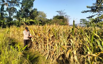 Demi menjaga hubungan Lebih Dekat dengan Petani kanit binmas polsek gondang terjun ke lapangan