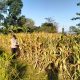 Demi menjaga hubungan Lebih Dekat dengan Petani kanit binmas polsek gondang terjun ke lapangan