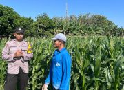 Bhabinkamtibmas Wonoasri Dampingi Petani Jagung, Wujud Nyata Dukungan Polri terhadap Ketahanan Pangan Nasional