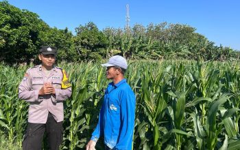 Bhabinkamtibmas Wonoasri Dampingi Petani Jagung, Wujud Nyata Dukungan Polri terhadap Ketahanan Pangan Nasional