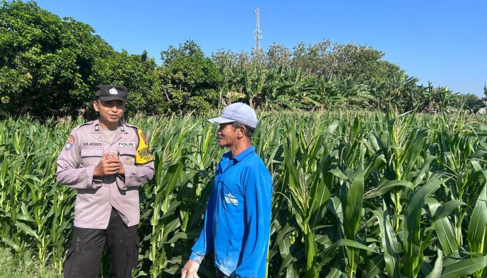 Bhabinkamtibmas Wonoasri Dampingi Petani Jagung, Wujud Nyata Dukungan Polri terhadap Ketahanan Pangan Nasional