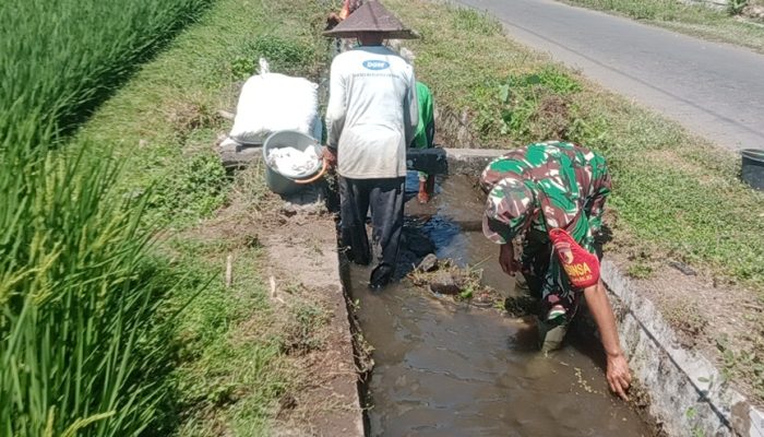 Sinergi Upsus Ketahanan Pangan, Serma Aminoto Bersama Poktan Margo Rukun Bersihkan Saluran Irigasi