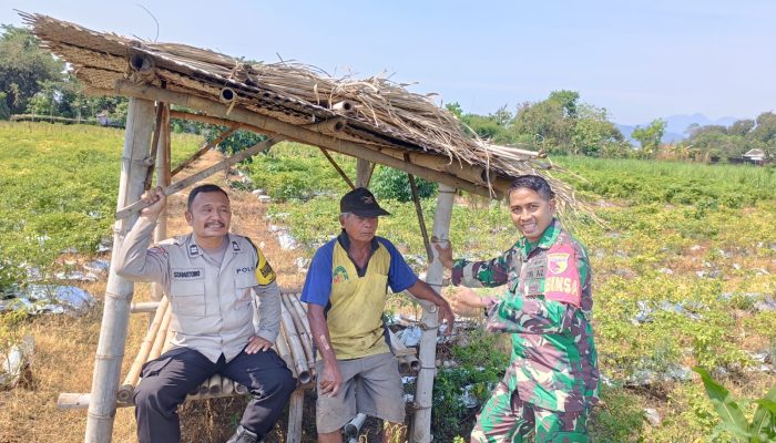 Bhabinkamtibmas Dermo Dampingi Petani Jagung, Perkuat Ketahanan Pangan Menuju Swasembada