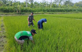 Optimalkan Pertumbuhan padi, Babinsa Ngembul Bantu Petani Bersihkan Rumput Liar