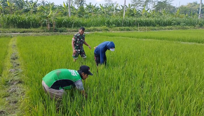 Optimalkan Pertumbuhan padi, Babinsa Ngembul Bantu Petani Bersihkan Rumput Liar