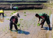Sinergi Hanpangan, Babinsa Kotes Kopda Ari Wibowo Dampingi Petani Menanam Padi 9 IMG 20260701 WA0106