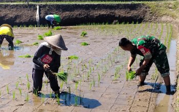 Sinergi Hanpangan, Babinsa Kotes Kopda Ari Wibowo Dampingi Petani Menanam Padi 3 IMG 20260701 WA0106