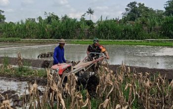 Perrcepat Masa Tanam, Babinsa Sumberingin Kopda Nizar Dampingi Petani Membajak Sawah 3 IMG 20260706 WA0049