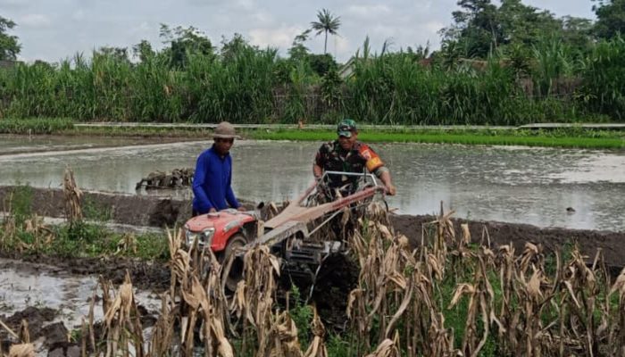 Perrcepat Masa Tanam, Babinsa Sumberingin Kopda Nizar Dampingi Petani Membajak Sawah