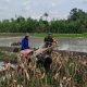 Perrcepat Masa Tanam, Babinsa Sumberingin Kopda Nizar Dampingi Petani Membajak Sawah