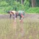 Jaga Kualitas Padi, Koptu Eka Hendarwanto Bantu Petani Bersihkan Hama Keong Dan Gulma Sawah