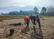 Sinergi Ketahanan Pangan, Serma Yonanda Dampingi Poktan Makmur Tanam Bibit Jagung