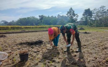 Sinergi Ketahanan Pangan, Serma Yonanda Dampingi Poktan Makmur Tanam Bibit Jagung