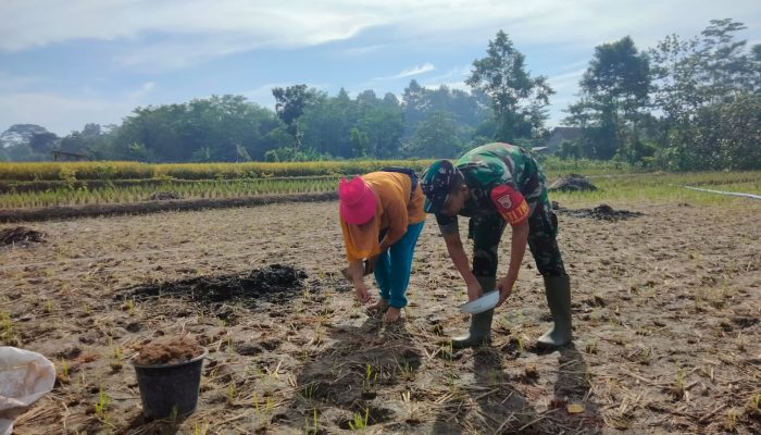 Sinergi Ketahanan Pangan, Serma Yonanda Dampingi Poktan Makmur Tanam Bibit Jagung