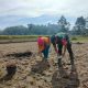 Sinergi Ketahanan Pangan, Serma Yonanda Dampingi Poktan Makmur Tanam Bibit Jagung