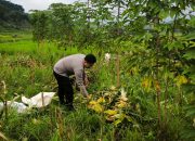 Bhabinkamtibmas Desa Puhsarang Dampingi Petani Panen Jagung, Perkuat Ketahanan Pangan Nasional