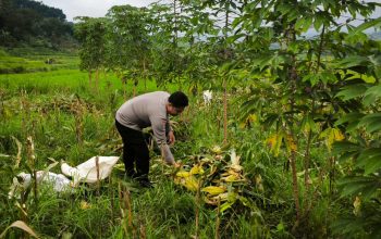 Bhabinkamtibmas Desa Puhsarang Dampingi Petani Panen Jagung, Perkuat Ketahanan Pangan Nasional