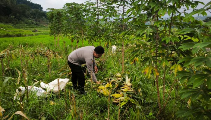 Bhabinkamtibmas Desa Puhsarang Dampingi Petani Panen Jagung, Perkuat Ketahanan Pangan Nasional
