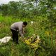 Bhabinkamtibmas Desa Puhsarang Dampingi Petani Panen Jagung, Perkuat Ketahanan Pangan Nasional