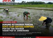 Dukung Ketahanan Pangan, Sertu Alim Santoso Dampingi Poktan Tani Makmur Tanam Padi di Jambewangi