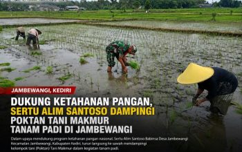 Dukung Ketahanan Pangan, Sertu Alim Santoso Dampingi Poktan Tani Makmur Tanam Padi di Jambewangi