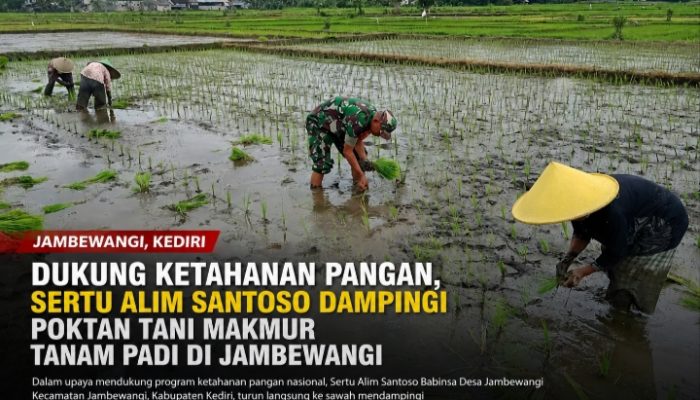 Dukung Ketahanan Pangan, Sertu Alim Santoso Dampingi Poktan Tani Makmur Tanam Padi di Jambewangi
