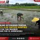 Dukung Ketahanan Pangan, Sertu Alim Santoso Dampingi Poktan Tani Makmur Tanam Padi di Jambewangi