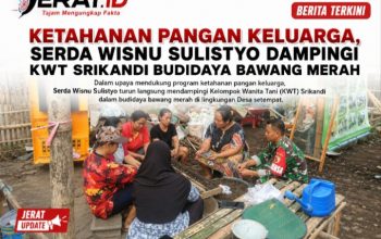 Ketahanan Pangan Keluarga, Serda Wisnu Sulistyo Dampingi KWT Srikandi Budidaya Bawang Merah
