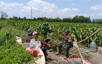 Dukung Ketahanan Pangan, Serka Anton Ady Gelar Komsos Persiapan Panen Jagung Bersama Poktan Rahayu