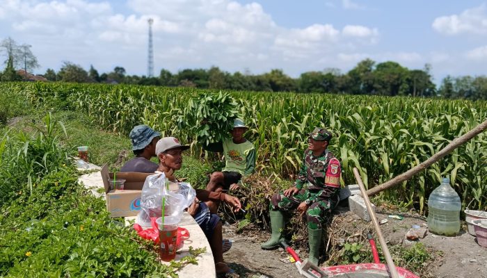 Dukung Ketahanan Pangan, Serka Anton Ady Gelar Komsos Persiapan Panen Jagung Bersama Poktan Rahayu