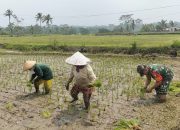 Dukung Ketahanan Pangan, Serka Abdul Salam Turun ke Sawah Bantu Petani Tanam Padi Di Ngadirenggo
