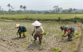 Dukung Ketahanan Pangan, Serka Abdul Salam Turun ke Sawah Bantu Petani Tanam Padi Di Ngadirenggo
