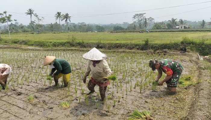 Dukung Ketahanan Pangan, Serka Abdul Salam Turun ke Sawah Bantu Petani Tanam Padi Di Ngadirenggo