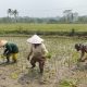 Dukung Ketahanan Pangan, Serka Abdul Salam Turun ke Sawah Bantu Petani Tanam Padi Di Ngadirenggo