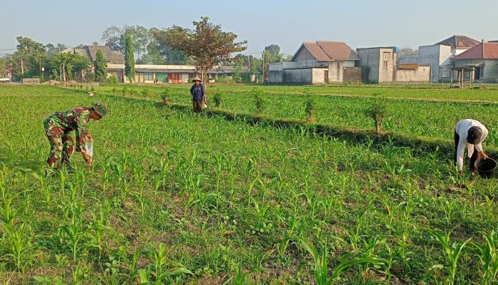 Optimalkan Hasil Panen, Serma Aries K Dampingi Poktan Wisanggeni Rawat Tanaman Jagung