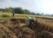 Wujudkan Swasembada Pangan, Babinsa Koramil 0808/11 Binangun Dampingi Petani Panen Padi Di Desa Sambigede 9 IMG 20260826 WA0024