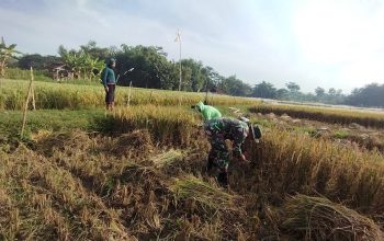 Wujudkan Swasembada Pangan, Babinsa Koramil 0808/11 Binangun Dampingi Petani Panen Padi Di Desa Sambigede 3 IMG 20260826 WA0024