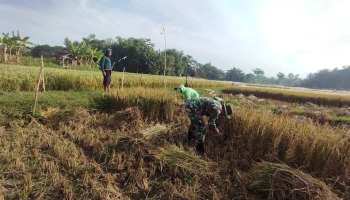 Wujudkan Swasembada Pangan, Babinsa Koramil 0808/11 Binangun Dampingi Petani Panen Padi Di Desa Sambigede