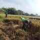 Wujudkan Swasembada Pangan, Babinsa Koramil 0808/11 Binangun Dampingi Petani Panen Padi Di Desa Sambigede