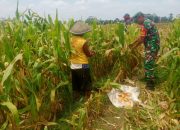 Wujud Nyata Dukungan Hanpangan, Babinsa Kanigoro Turun Ke Sawah Bantu Petani Panen Jagung