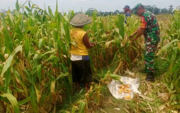 Wujud Nyata Dukungan Hanpangan, Babinsa Kanigoro Turun Ke Sawah Bantu Petani Panen Jagung