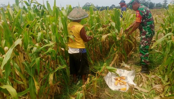 Wujud Nyata Dukungan Hanpangan, Babinsa Kanigoro Turun Ke Sawah Bantu Petani Panen Jagung