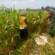 Wujud Nyata Dukungan Hanpangan, Babinsa Kanigoro Turun Ke Sawah Bantu Petani Panen Jagung
