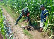 Sinergi TNI Dan Petani Babinsa Purwokerto Pastikan Pasokan Air Lahan Jagung Dusun Tumpuk Optimal 9 IMG 20260830 WA0034