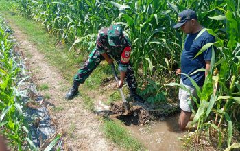Sinergi TNI Dan Petani Babinsa Purwokerto Pastikan Pasokan Air Lahan Jagung Dusun Tumpuk Optimal 3 IMG 20260830 WA0034