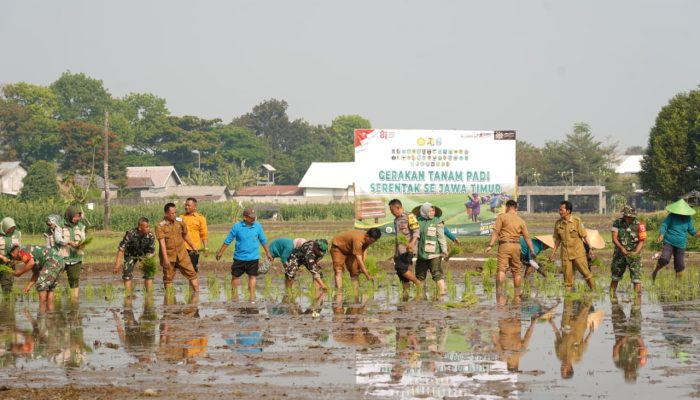 Dukung Swasembada Pangan, Koramil 12/Wlingi dan Poktan Abadi Gelar Tanam Padi Serentak Merdeka