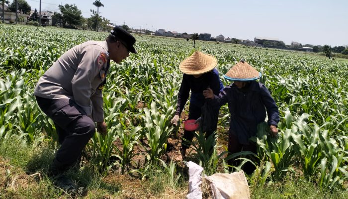 Bhabinkamtibmas Semampir Dampingi Petani, Dorong Produktivitas Jagung untuk Dukung Swasembada Pangan